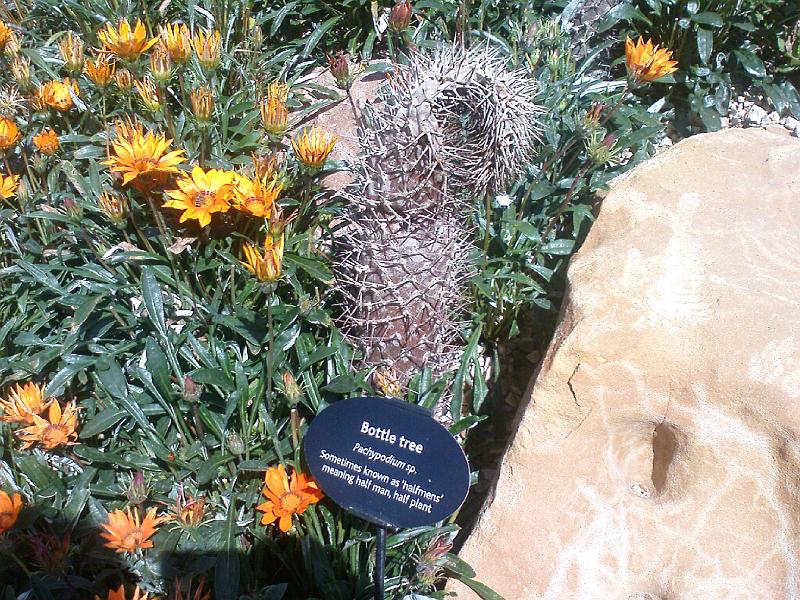 DSC00481 BritMus SA Plants.jpg